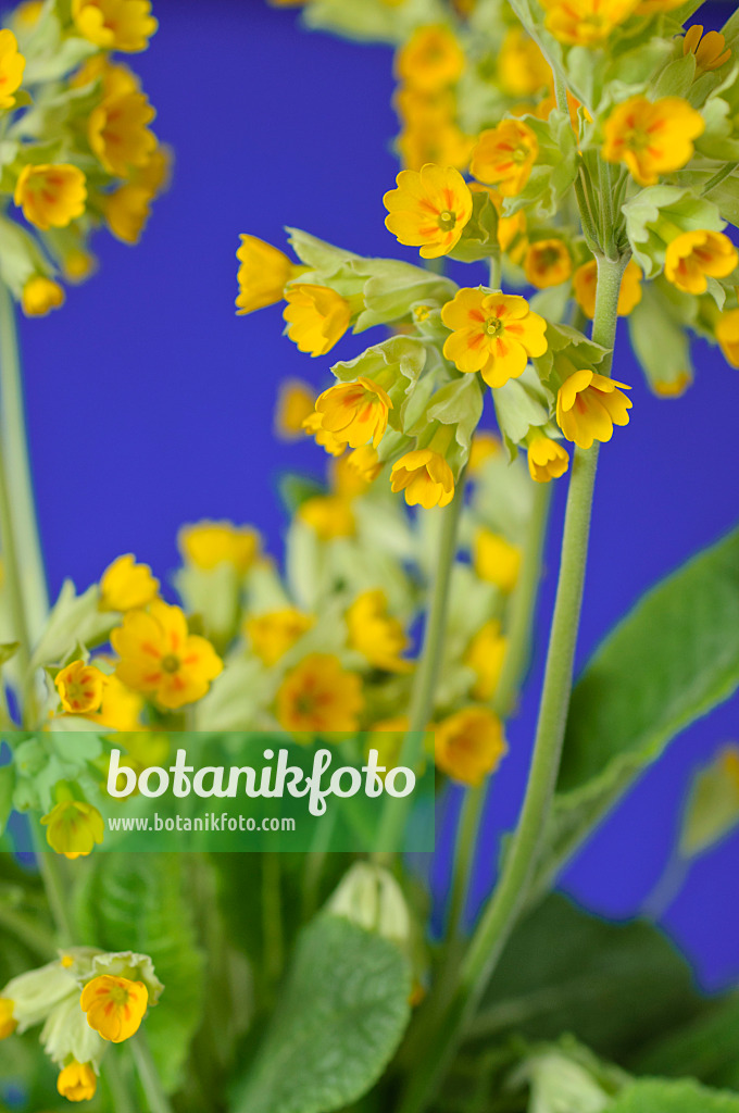 483120 - Echte Schlüsselblume (Primula veris 'Cabrillo')