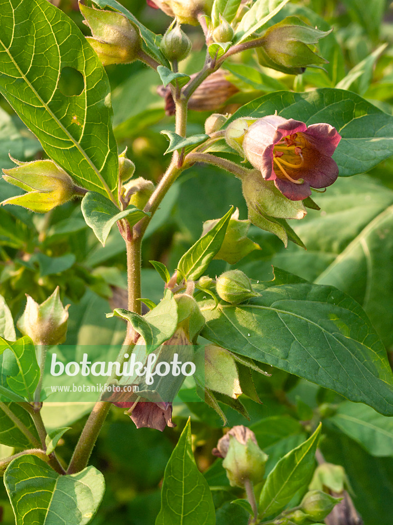 402058 - Echte Tollkirsche (Atropa bella-donna)