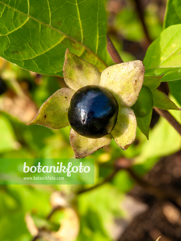 427219 - Echte Tollkirsche (Atropa bella-donna)