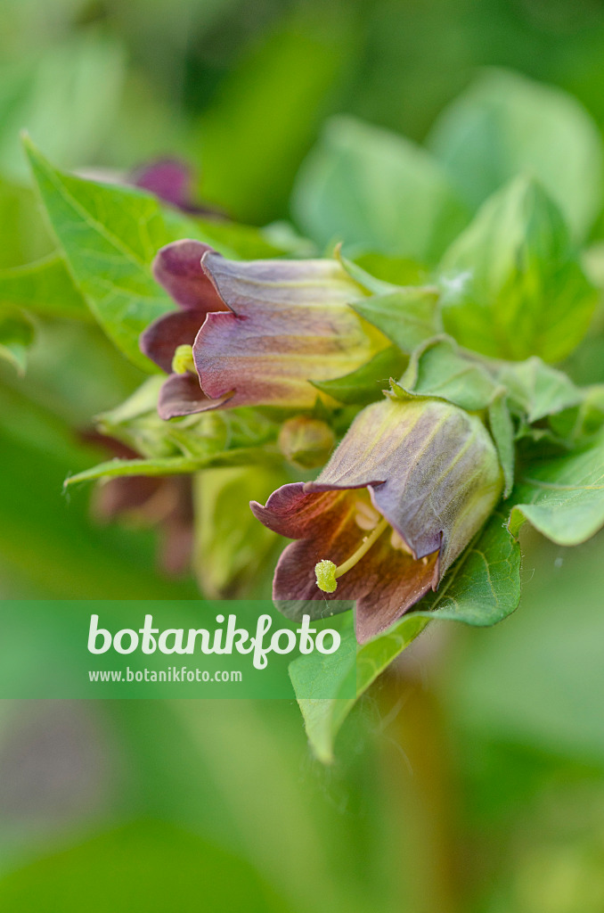 496237 - Echte Tollkirsche (Atropa bella-donna)