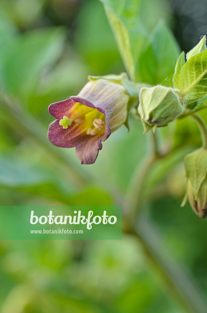 496238 - Echte Tollkirsche (Atropa bella-donna)