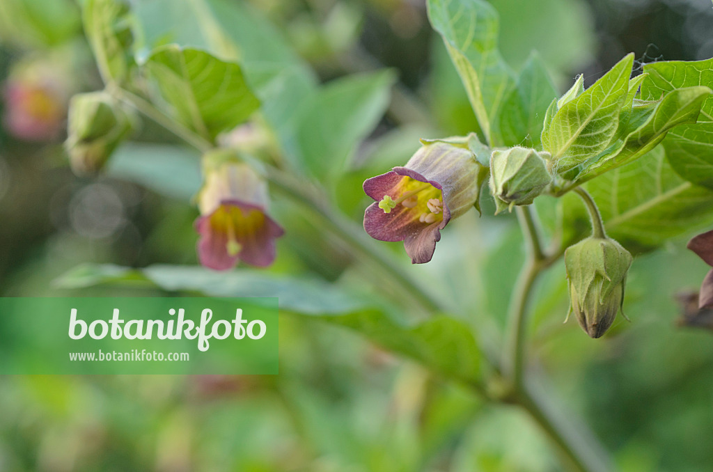 496239 - Echte Tollkirsche (Atropa bella-donna)