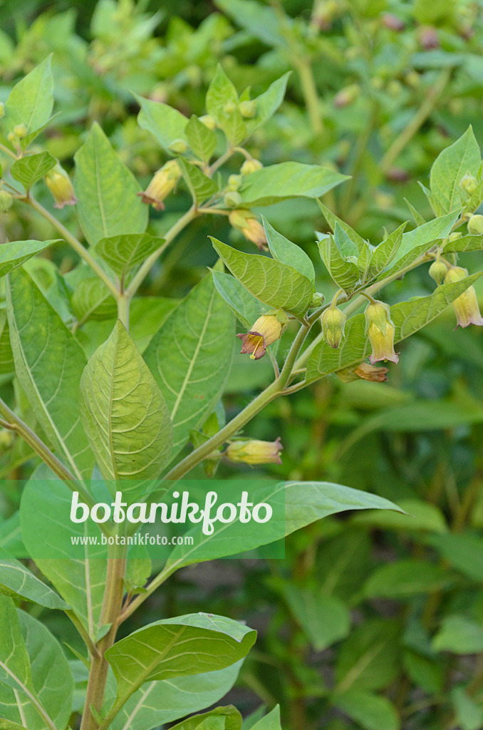 496240 - Echte Tollkirsche (Atropa bella-donna)