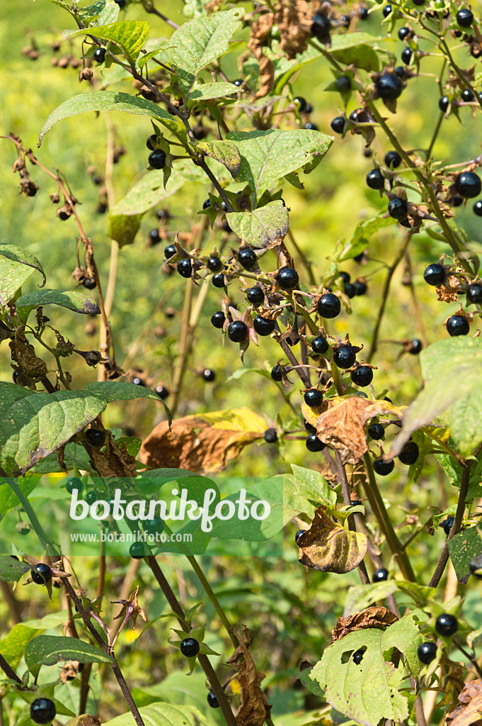 511110 - Echte Tollkirsche (Atropa bella-donna)