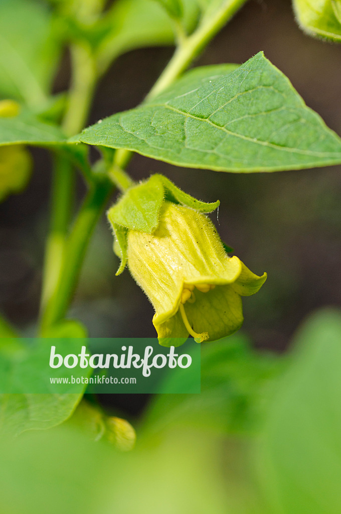 473012 - Echte Tollkirsche (Atropa bella-donna var. lutea)