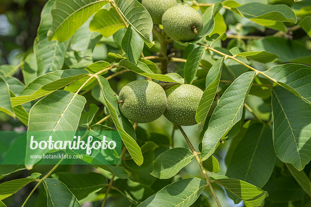 616013 - Echte Walnuss (Juglans regia 'Ockerwitzer Lange')