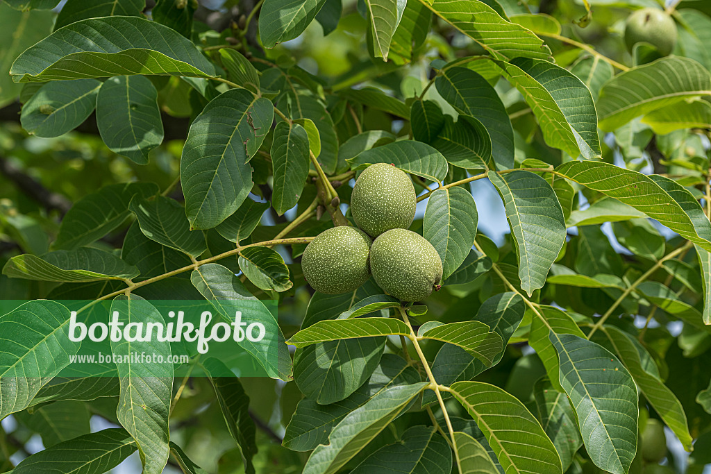 616015 - Echte Walnuss (Juglans regia 'Ockerwitzer Lange')