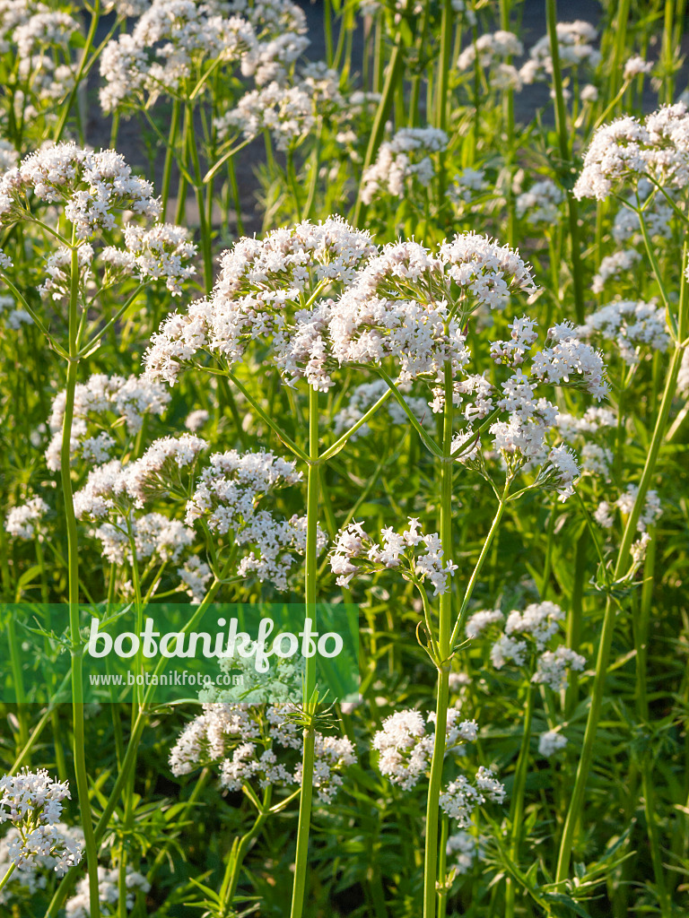 402044 - Echter Baldrian (Valeriana officinalis)