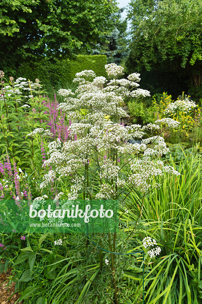 510062 - Echter Baldrian (Valeriana officinalis)