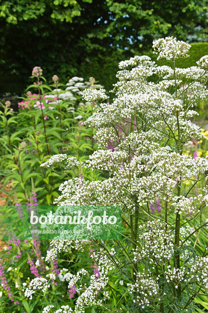 510063 - Echter Baldrian (Valeriana officinalis)