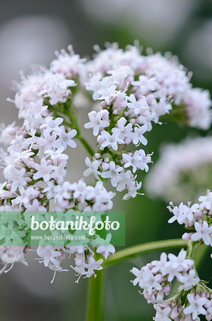 521059 - Echter Baldrian (Valeriana officinalis)