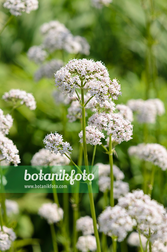 521108 - Echter Baldrian (Valeriana officinalis)