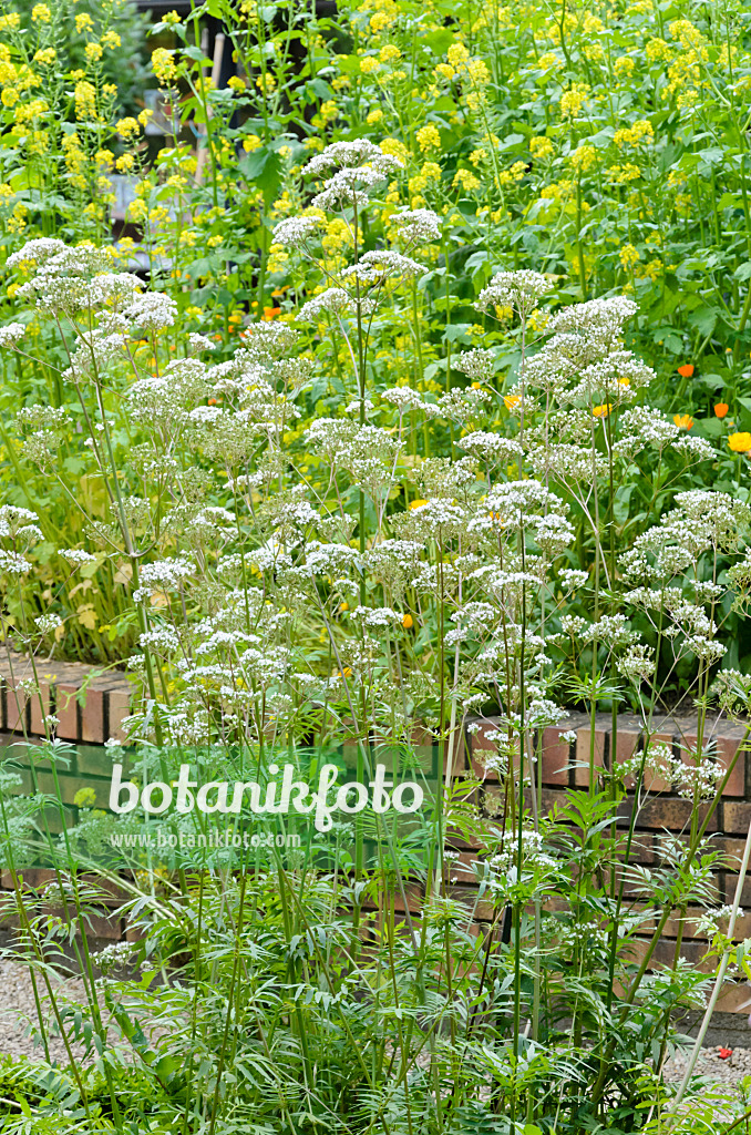 521436 - Echter Baldrian (Valeriana officinalis)