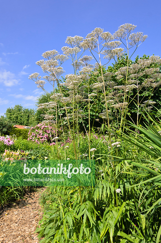 570080 - Echter Baldrian (Valeriana officinalis)