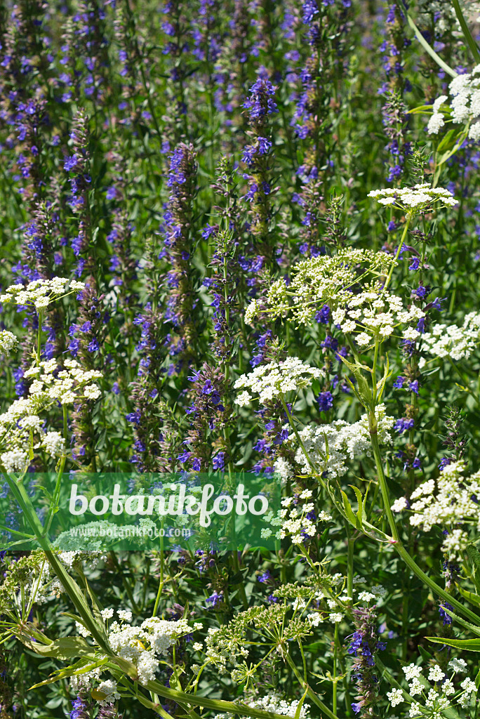 595006 - Echter Baldrian (Valeriana officinalis) und Ysop (Hyssopus officinalis)