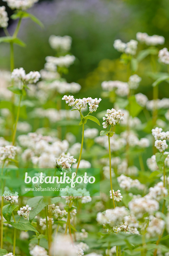 521298 - Echter Buchweizen (Fagopyrum esculentum)