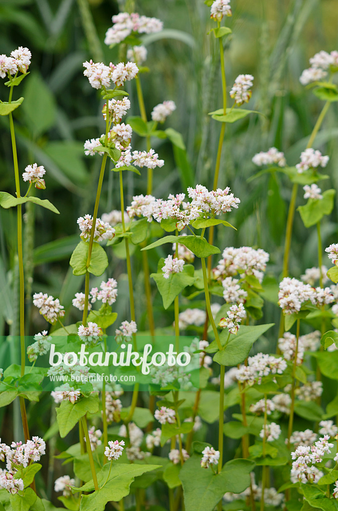 521524 - Echter Buchweizen (Fagopyrum esculentum)