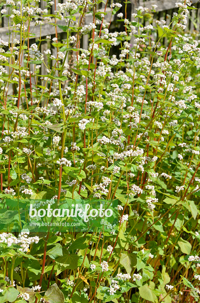 535047 - Echter Buchweizen (Fagopyrum esculentum)