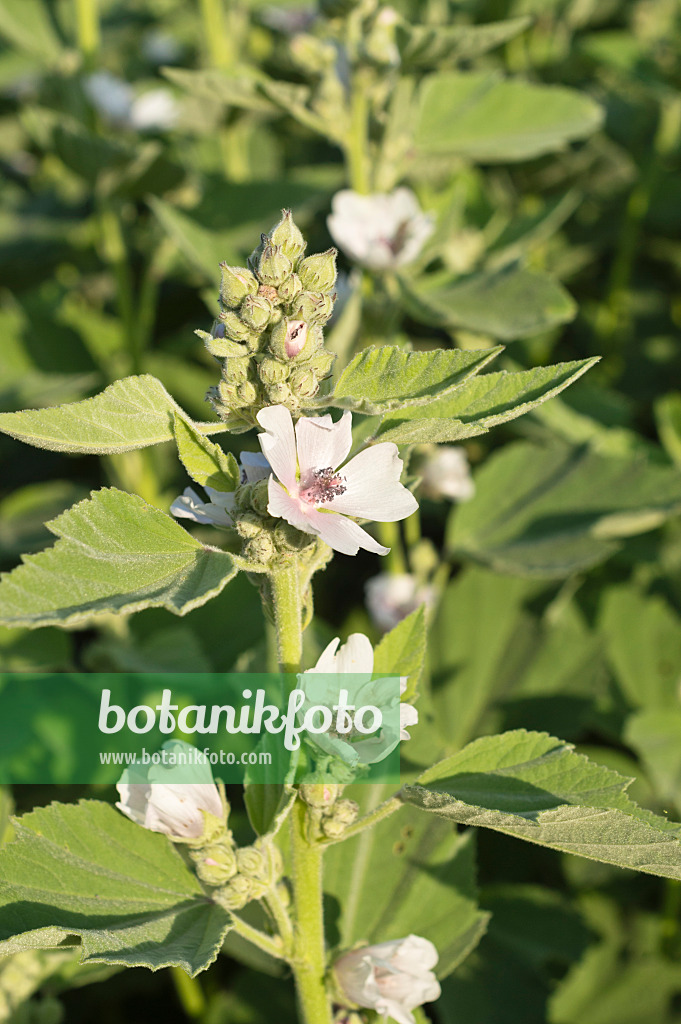 509230 - Echter Eibisch (Althaea officinalis)