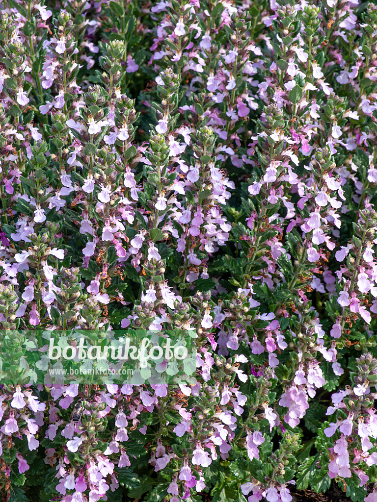 439183 - Echter Gamander (Teucrium chamaedrys)