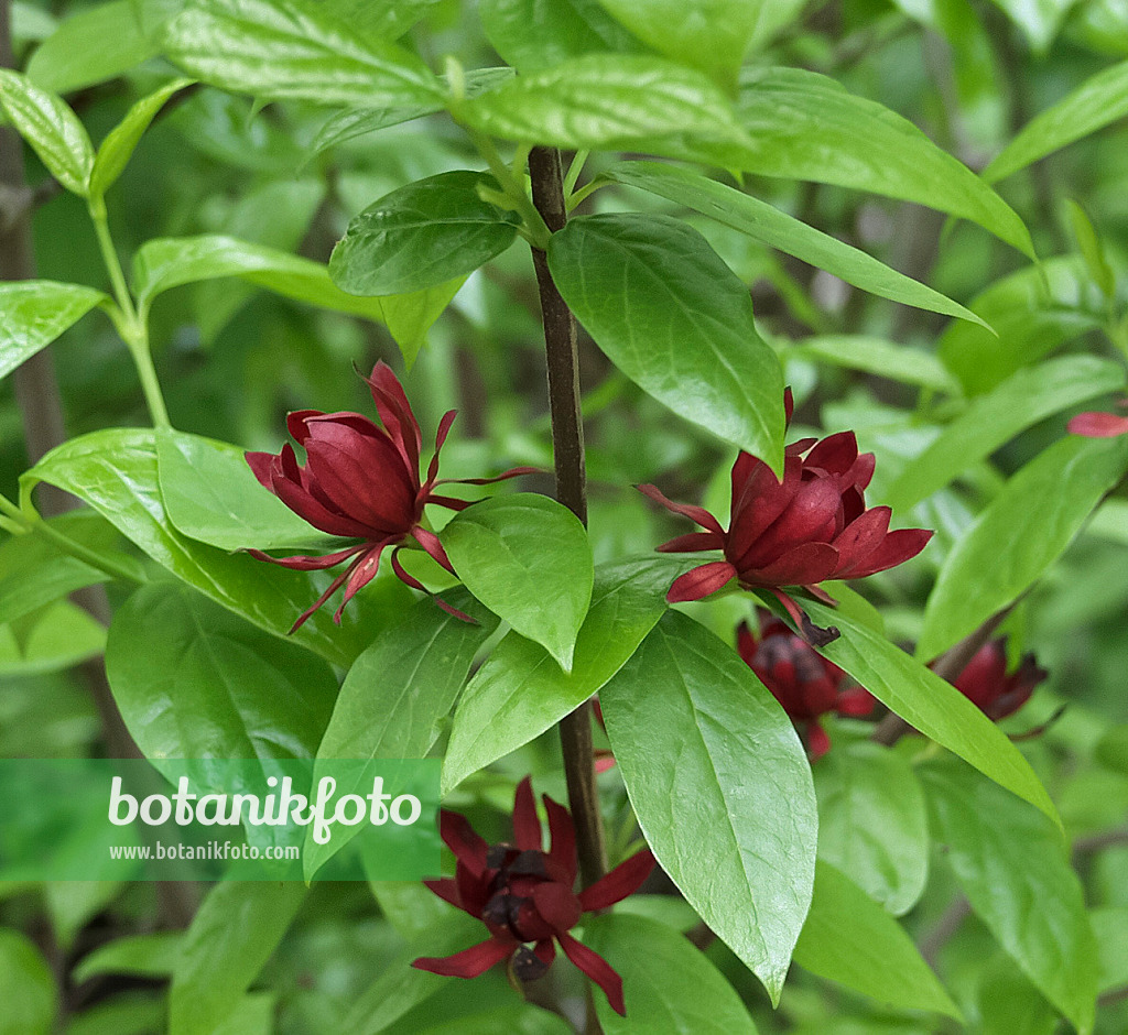 454009 - Echter Gewürzstrauch (Calycanthus floridus)