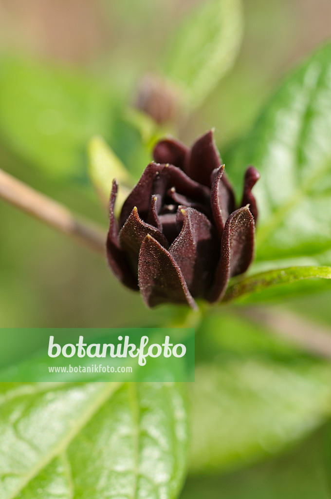 471279 - Echter Gewürzstrauch (Calycanthus floridus)