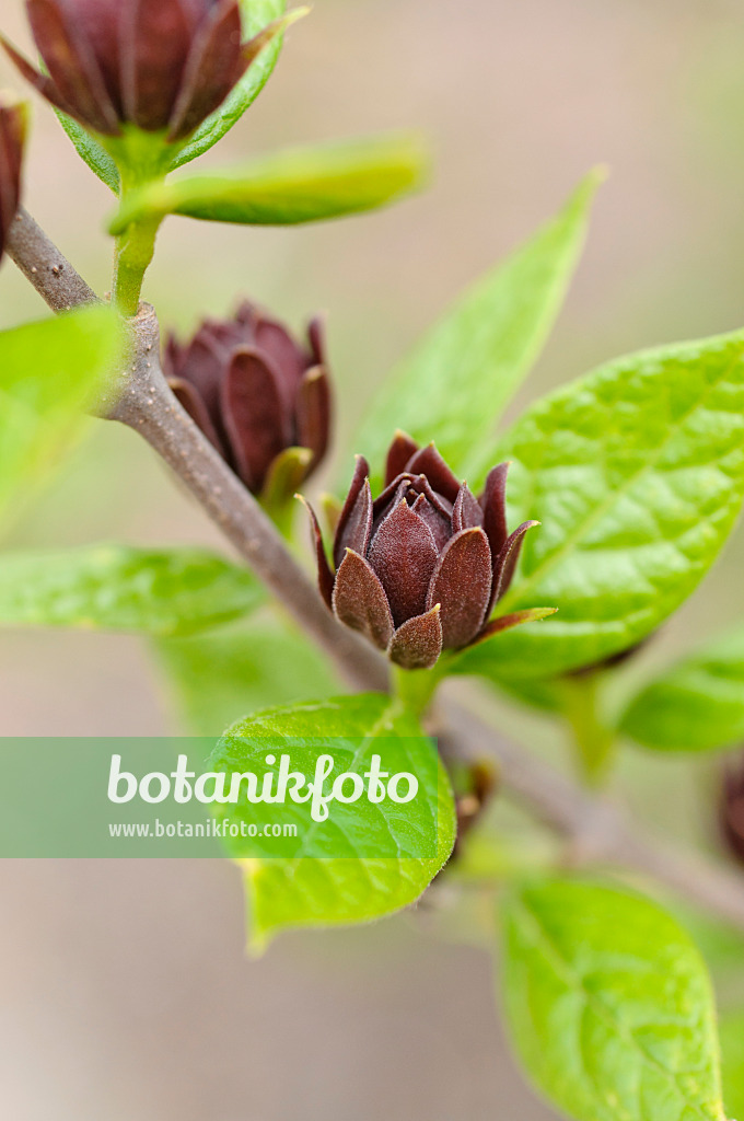 484069 - Echter Gewürzstrauch (Calycanthus floridus)