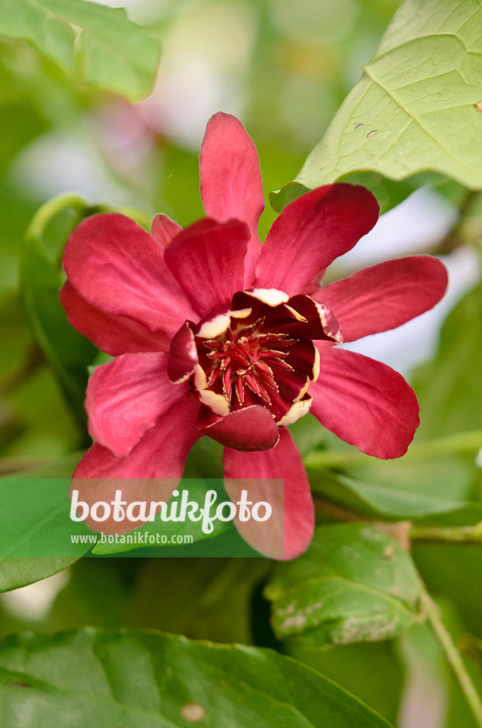 570062 - Echter Gewürzstrauch (Calycanthus floridus 'Aphrodite')