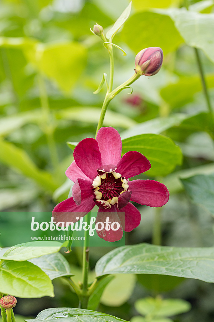 616175 - Echter Gewürzstrauch (Calycanthus floridus 'Aphrodite')