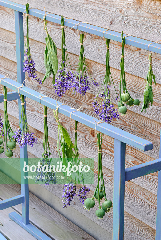 482018 - Echter Lavendel (Lavandula angustifolia), Echter Salbei (Salvia officinalis) und Schlafmohn (Papaver somniferum) zum Trocknen aufgehängt