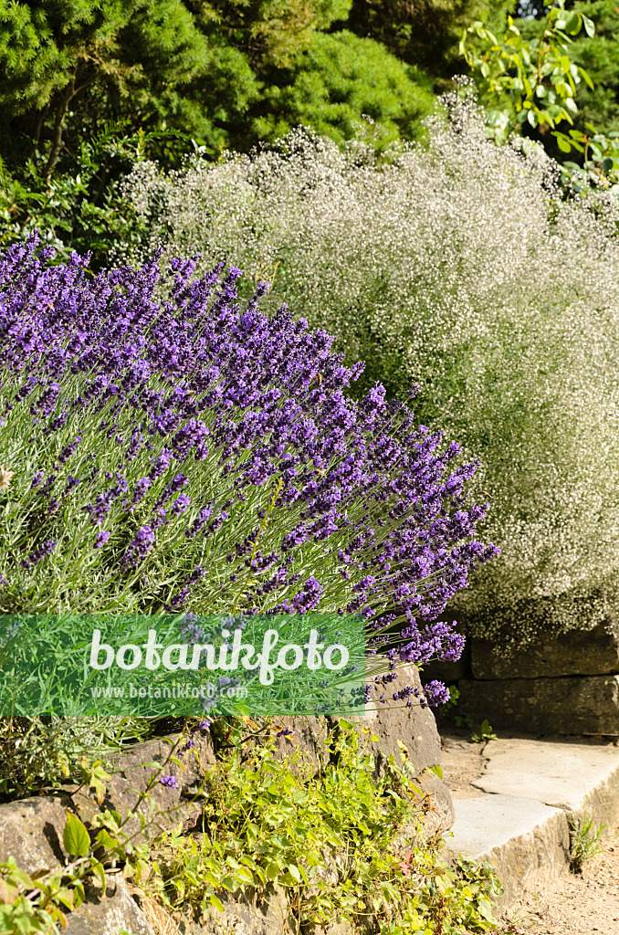 497345 - Echter Lavendel (Lavandula angustifolia 'Hidcote Blue') und Rispiges Schleierkraut (Gypsophila paniculata 'Schneeflocke')