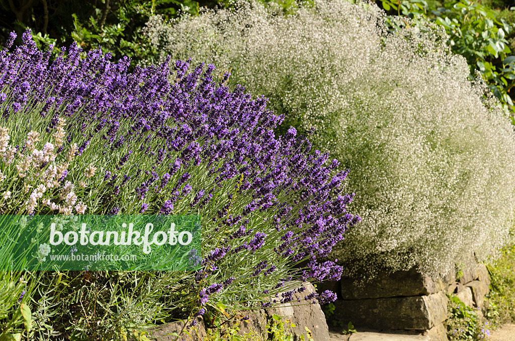 497346 - Echter Lavendel (Lavandula angustifolia 'Hidcote Blue') und Rispiges Schleierkraut (Gypsophila paniculata 'Schneeflocke')