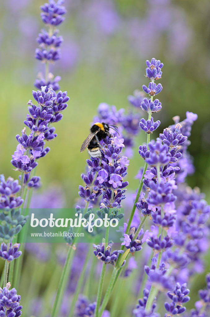 534209 - Echter Lavendel (Lavandula angustifolia) und Hummel (Bombus)