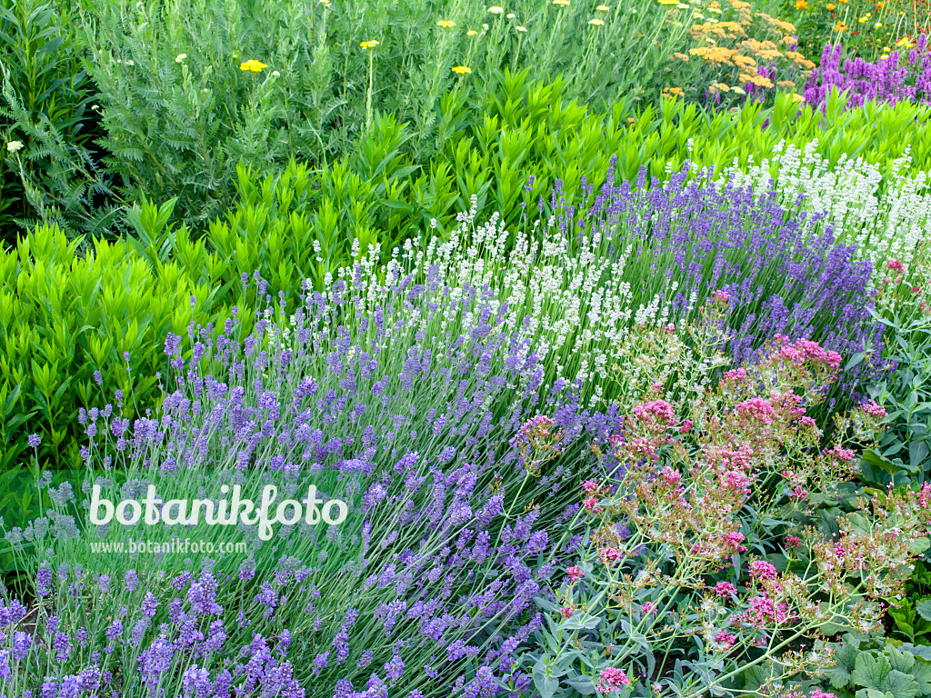 461092 - Echter Lavendel (Lavandula angustifolia 'Munstead' und Lavandula angustifolia 'Edelweiss') und Gelenkblume (Physostegia)