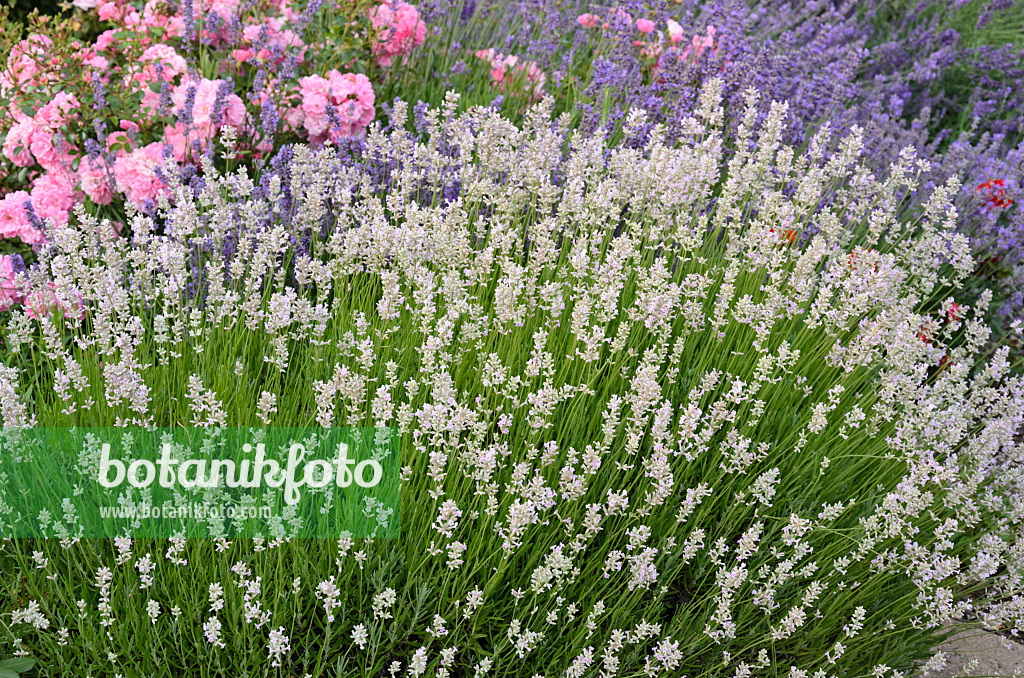 534198 - Echter Lavendel (Lavandula angustifolia) und Rosen (Rosa)