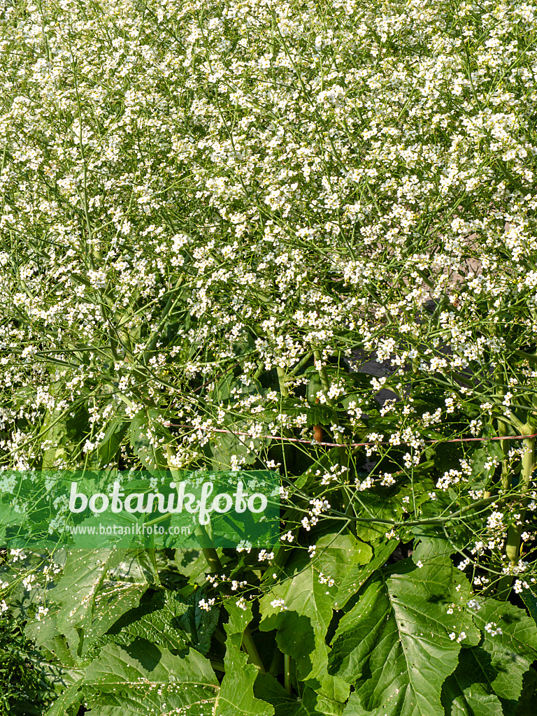 438297 - Echter Meerkohl (Crambe maritima)