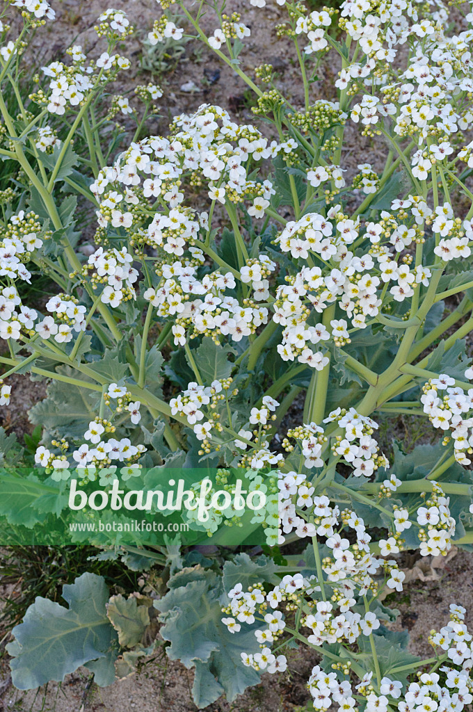 471324 - Echter Meerkohl (Crambe maritima)