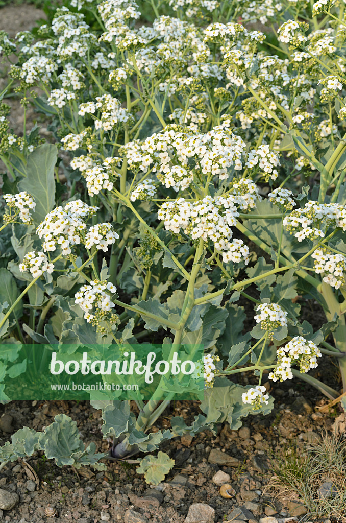 495370 - Echter Meerkohl (Crambe maritima)