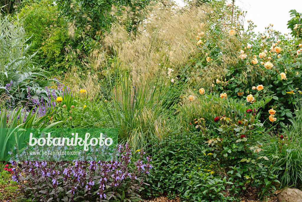 500216 - Echter Salbei (Salvia officinalis), Großes Federgras (Stipa gigantea) und Strauchrose (Rosa Crown Princess Margaret)