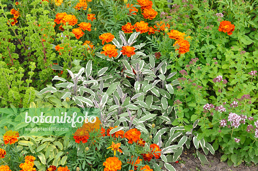 475178 - Echter Salbei (Salvia officinalis 'Tricolor'), Studentenblumen (Tagetes) und Oregano (Origanum vulgare)