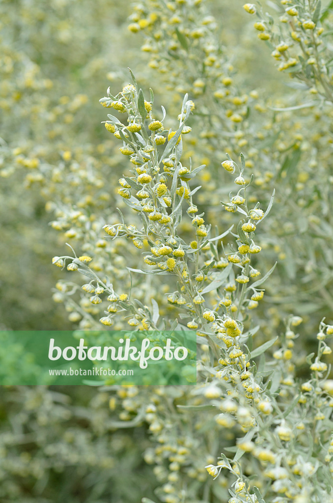 499130 - Echter Wermut (Artemisia absinthium)