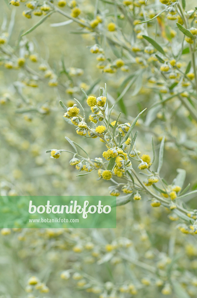 499131 - Echter Wermut (Artemisia absinthium)