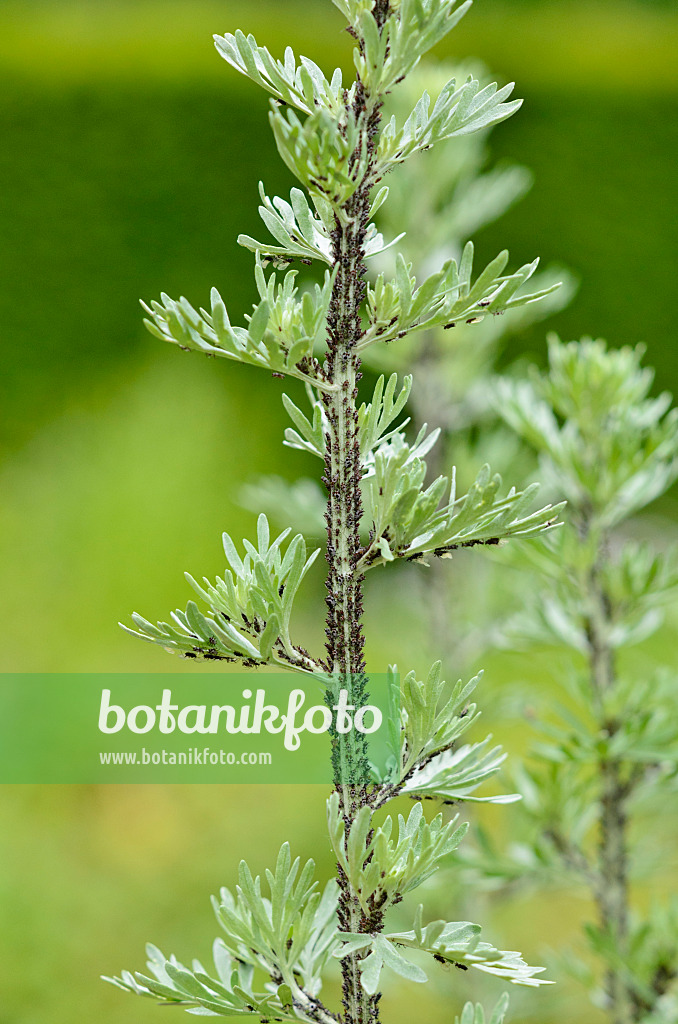 521242 - Echter Wermut (Artemisia absinthium) mit schwarzen Blattläusen