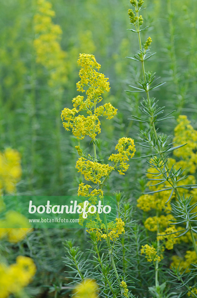 497286 - Echtes Labkraut (Galium verum)