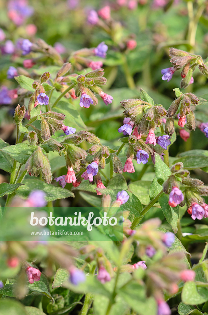 519057 - Echtes Lungenkraut (Pulmonaria officinalis)