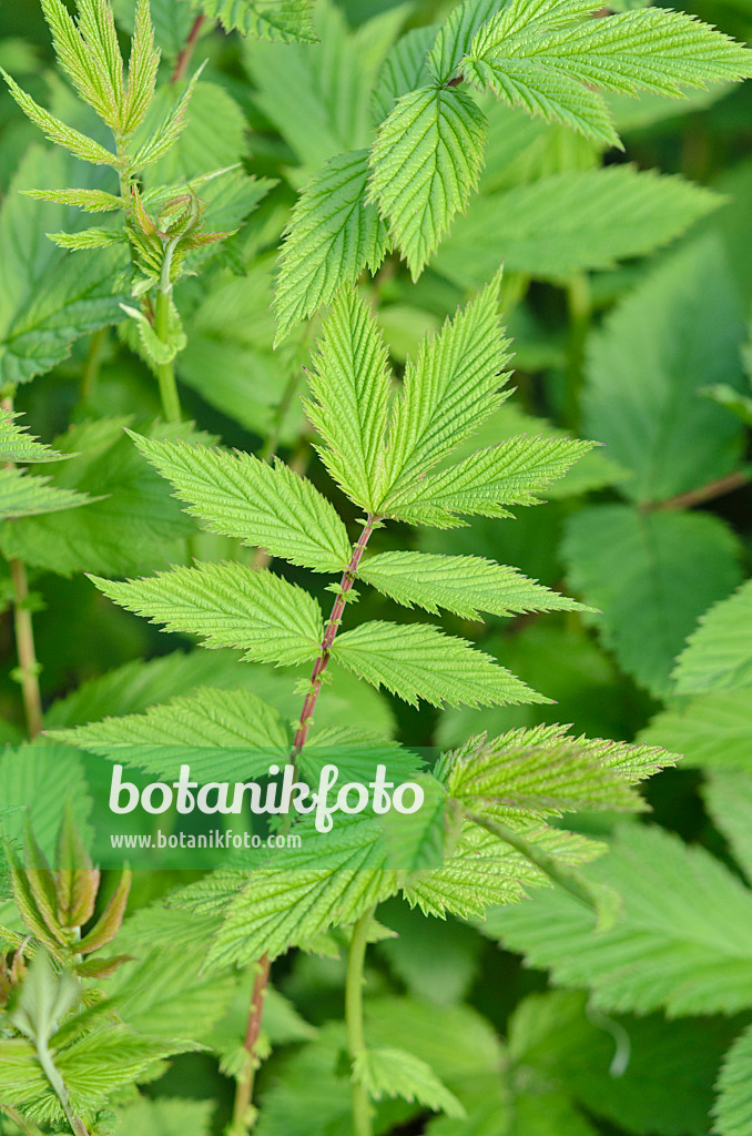 520244 - Echtes Mädesüß (Filipendula ulmaria)