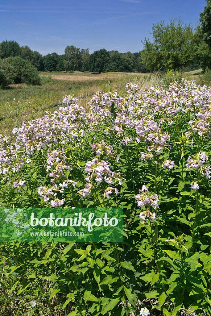 558334 - Echtes Seifenkraut (Saponaria officinalis)