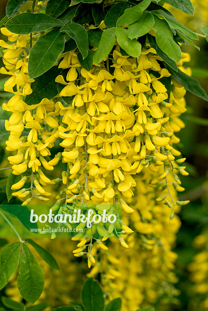 616250 - Edelgoldregen (Laburnum x watereri 'Vossii')