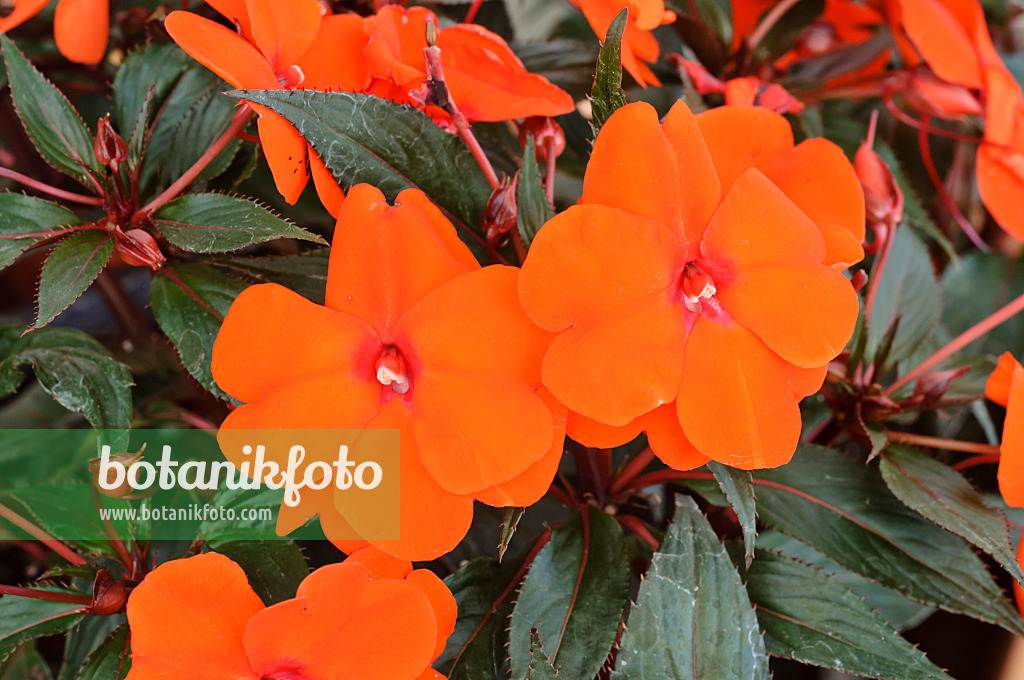 474213 - Edellieschen (Impatiens Paradise Tomini)