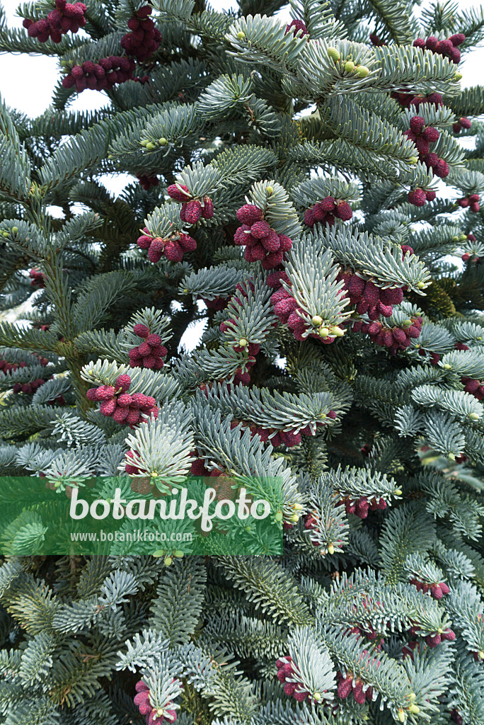 544099 - Edle Tanne (Abies procera 'Glauca')